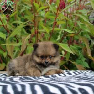 Trixa, Pomeranian Puppy